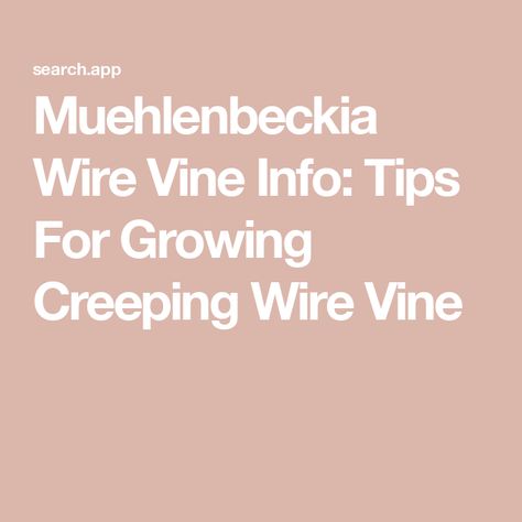 Muehlenbeckia Wire Vine Info: Tips For Growing Creeping Wire Vine Wire Vine, Video Garden, Fun Signs, Water Wise, Sustainable Garden, Trees And Shrubs, Ground Cover, Cacti And Succulents, Water Plants