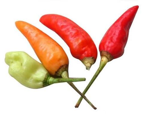 No scale is hotter We all know that peppers are hot, but the Scoville scale helps us put a rating to them. That’s the simplest of definitions for the Scoville scale. It’s a heat rating index of hot peppers running from no heat to “oh my god, I’m going to catch on fire scorching” and … Chili Pepper Plant, Insect Repellent Homemade, Birds Eye Chili, Flavored Vinegars, Habanero Pepper, Babysitting Crafts, Capsicum Annuum, Daucus Carota, Red Plants