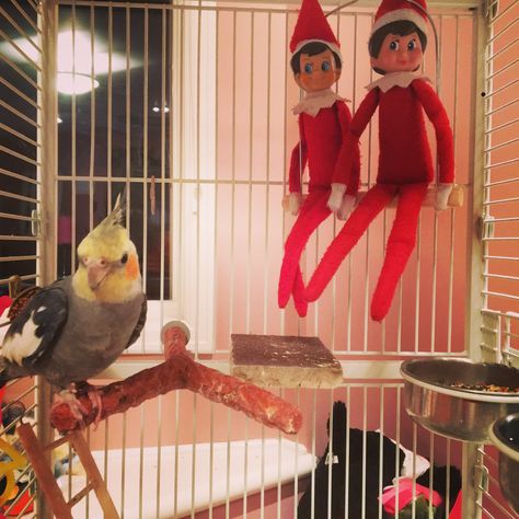 Elf on the shelf in a bird cage #elfontheshelf #elfontheshelfideas Elf On The Shelf Bird Cage, Elf Fun, On The Shelf, The Elf, Bird Cage, Elf On The Shelf, Elf, Shelves, Holidays