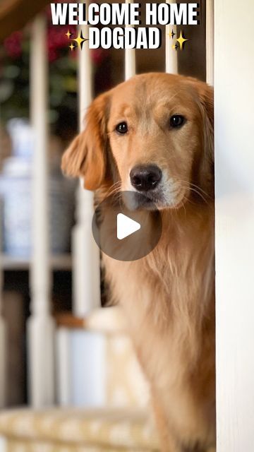 Sunday | Not Your Typical  Golden Retriever on Instagram: "She loves  her dad so much 🥹❤️

#goldenretriever #dogdad #weeklyfluff #excitedpup #dogsofinstagram #doglove
#dog  #viral #doggreeting" Golden Retriever Funny Videos, Golden Retriever Gif, Cute Golden Retriever, Golden Retriever Funny, Pampered Pets, February 22, She Loves, Dog Stuff, Dog Life