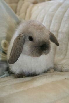 My virtual pet Mini Lop Bunnies, Mini Lop Rabbit, Lop Bunnies, Holland Lop Bunnies, Indoor Rabbit, Mini Lop, Adorable Bunnies, Holland Lop, Bunny Stuff