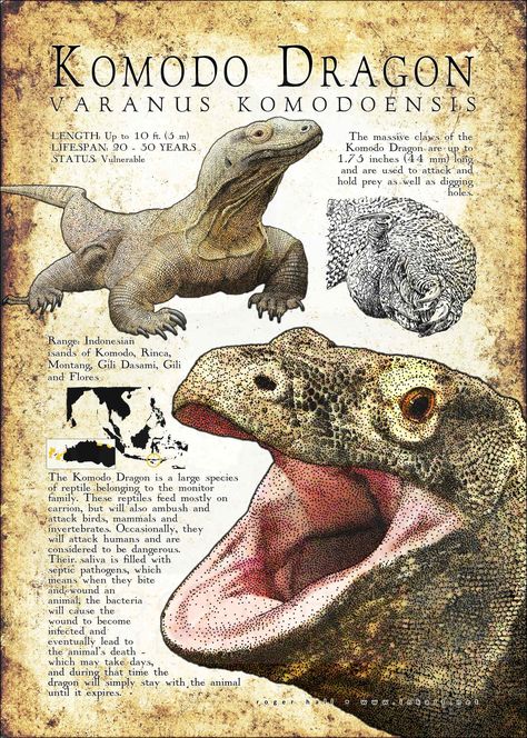 Komodo Dragon Poster / Infographic Komodo Illustration, Komodo Art, Komodo Dragon Art, Poster Infographic, Dragon Poster, Dragon Wallpaper Iphone, Dinosaur Posters, Komodo Dragon, The Lizard