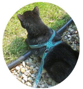 Kitty harness! Great for travelling with my inside cat. Diy Cat Harness, Cat Hammock Pattern, Kitten Harness, Inside Cat, Chat Diy, Crochet Cat Toys, Cats Outside, Cat Leash, Homemade Cat