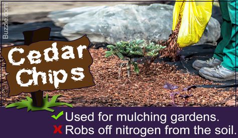 Cedar Shavings Uses, Cedar Chips Landscaping, Snake Repellant, Cedar Chips, Animals And Plants, Banana Plants, Mulch, Pros And Cons, Organic Gardening