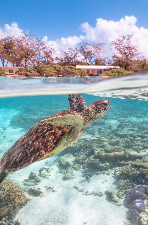 Turtle Day, Save The Sea Turtles, Honeymoon Vacations, Family Friendly Resorts, Best Snorkeling, Maui Travel, Maui Vacation, Hawaii Honeymoon, Hawaii Life