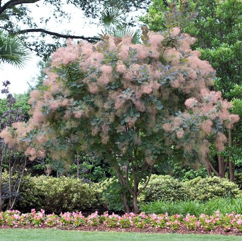 Cotinus Coggygria, Air Layering, Bush Garden, Master Gardener, Drought Tolerant Plants, Joshua Tree National Park, Violet Flower, Deciduous Trees, Mother Plant