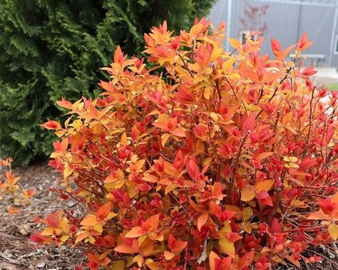 Candy Corn Spirea, Deer Resistant Shrubs, Courtyard Landscaping, Deadheading, Pineapple Yellow, Backyard Garden Layout, Corner Garden, Front Landscaping, Rock Garden Landscaping