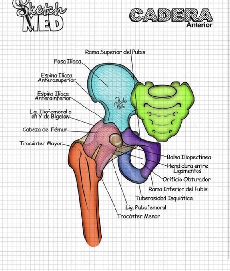 Pelvis Bone Anatomy, Human Skeleton Anatomy, Anatomy Bones, Medical School Life, Medicine Notes, Basic Anatomy And Physiology, Nurse Study Notes, Medical Videos, Biology Facts