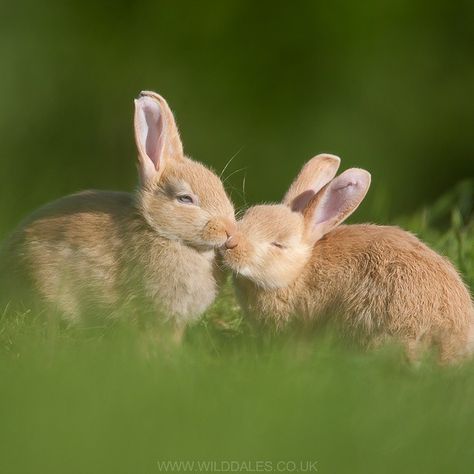 Two wild golden rabbits for #ValentinesDay @simon.phillpotts #love #kissing #bunnies #Instagood #Wildlife #Wild #AnimalPortrait #Canon #wildlifephotography Bunnies Kissing, Fluffy Bunnies, Young Rabbit, Rabbit Drawing, Wild Rabbit, Cute Bunny Pictures, Bunny Mom, Bunny Pictures, Pet Bunny