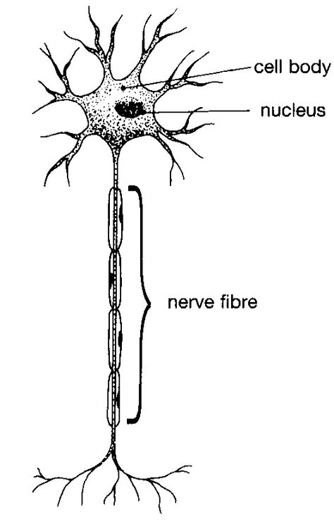 RSWB nerve cell Ms Nerve Tattoo, Nerve Cell Tattoo, Nerve Cell Drawing, Nerve Cell Diagram, Nerve Tattoo, Neuro Tattoo, Neuron Tattoo, Human Systems, Nerve Anatomy