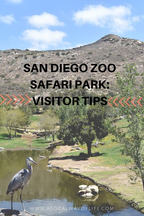 This is a must read guide for your visit to the San Diego Zoo Safari Park. Read on for some helpful visitor tips. San Diego Zoo Tips, San Diego Zoo Outfit, Los Angeles Day Trips, San Diego Safari Park, San Diego Activities, San Diego Zoo Safari Park, San Diego Vacation, San Diego Travel, Fun Places To Go