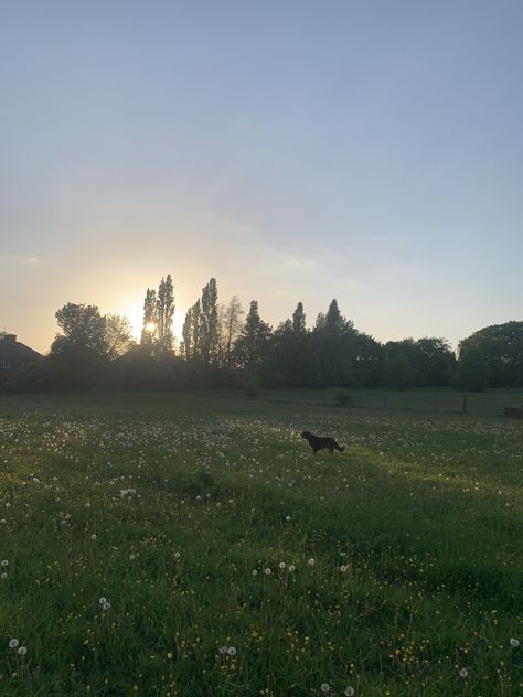 sunset, dog, field, spring, flowers Dogs Running In Field, Dog In Field, I Love Swimming, Unedited Photos, Moon Aesthetic, Pretty Photos, The Meadows, Flower Field, Pretty Places