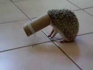 Funny Hedgehog, Hedgehog Pet, Cute Hedgehog, Silly Animals, Cute Little Things, Cute Animal Photos, Happy Animals, Cute Creatures, Hedgehogs