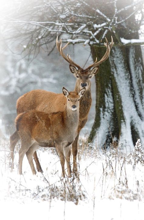 Deer Couple, Deer Pictures, Deer Family, Animal Print Wallpaper, Animal Antics, Forest Creatures, Red Deer, Whitetail Deer, Fluffy Animals