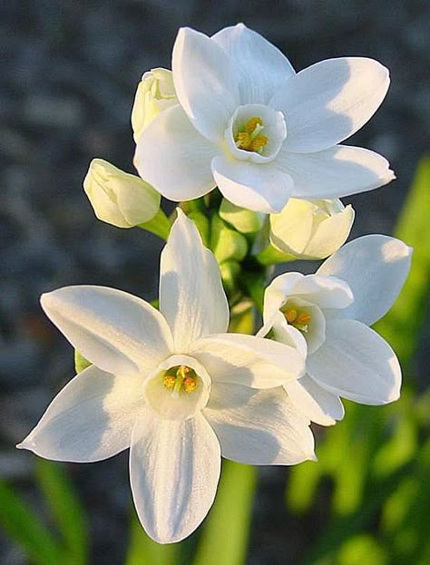 Paperwhite Flowers, Narcissus Bulbs, December Birth Flower, Narcissus Flower, Bulbs Indoor, Garden Bulbs, Spring Bulbs, Month Flowers, Winter Flowers