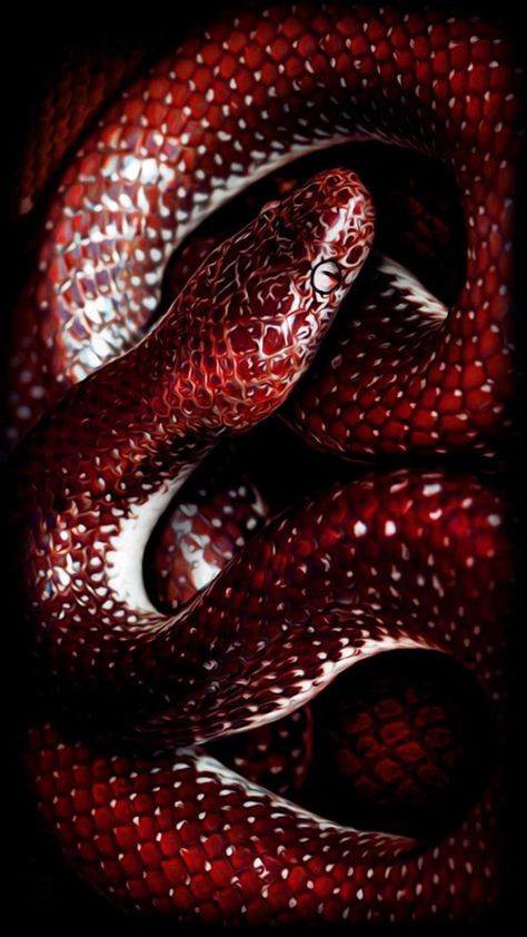 Animal Wallpapers - Page 2 of 23 - iPhone Wallpapers : iPhone Wallpapers Snake Iphone Wallpaper, Red And Black Snake, Pretty Snakes, Snake Wallpaper, Red Snake, Cute Reptiles, Cute Snake, Snake Art, Beautiful Snakes