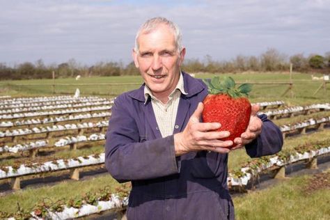 Giant strawberry anyone? Giant Strawberry, Tiny White Flowers, Fools Day, Giant Food, Strawberry Plants, Humble Beginnings, When You See It, Green Fruit, Size Matters