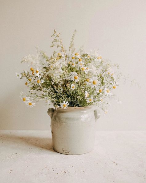 Dried Chamomile Flowers, Chamomile Arrangement, Chamomile Bouquet, Cosmic Design, Floral Arranging, Spring Inspo, Dried Florals, Wildflower Bouquet, Vase Arrangements