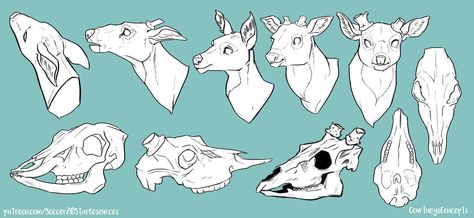 Deer Skull Drawing, Skull Reference, Sketch Free, Deer Drawing, Art Advice, Deer Skull, Deer Art, Deer Skulls, Skull Drawing