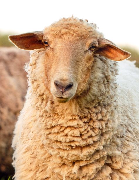 Daily Dose - July 29, 2020 - Sheep Gent - Tunis Sheep2020©Barbara O'Brien Photography - All Rights Reserved#originalphotography #sheep #tunis #livestock #farm #pets#petphotography #farmphotography #sheepgent Sheep Front View, Farm Animal Photography, Pictures Of Sheep, Tunis Sheep, Sheep Photography, Sheep Photos, Sheep Pictures, Farm Pets, Sheep Tattoo