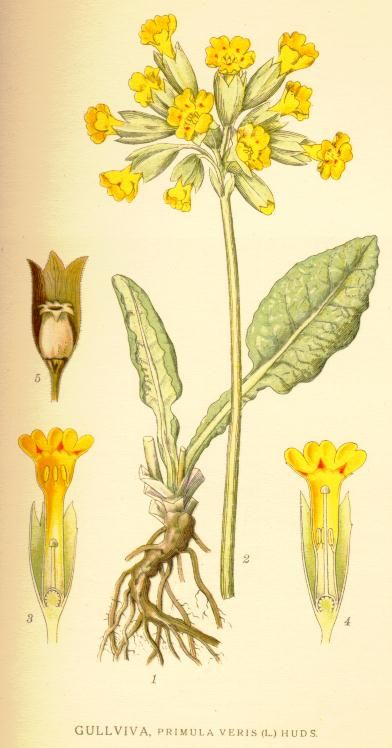 Gullviva, Primula veris Primula Veris, Fauna Illustration, Botanical Sketchbook, Antique Botanical Print, Illustration Botanique, Vintage Botanical Prints, Botanical Poster, Scientific Illustration, Botanical Drawings