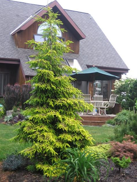 Evergreen Landscape, Trees For Front Yard, Conifers Garden, Evergreen Garden, Privacy Landscaping, Front Yards, Garden Design Ideas, Home Landscaping, Evergreen Trees