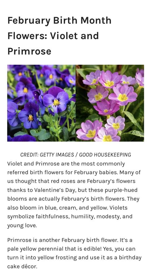 Violet Primrose Tattoo, Primrose And Violet Tattoo, Evening Primrose Tattoo, Feb Birth Flower Violet Tattoo, Violet And Primrose Flower Tattoo, Yellow Perennials, February Birth Flowers, February Baby, Circle Tattoo