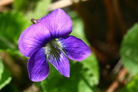 State Flowers Photo Gallery: Illinois State Flower - Purple Violet Illinois State Flower, Types Of Oranges, Moon Activities, State Flowers, Springfield Illinois, Flowers Photo, State Birds, Illinois State, Purple Violet