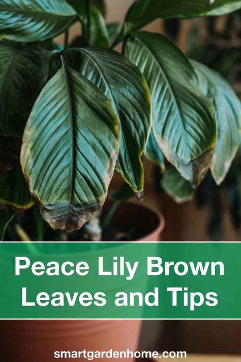 Tips For Peace Lily, Sick Peace Lily, Peace Lily Decor Ideas, Peace Lilies Care, Droopy Peace Lily, How To Care For Peace Lily Houseplant, Peace Lily Root Rot, Care For Peace Lily Plant, How To Care For Peace Lily Plant