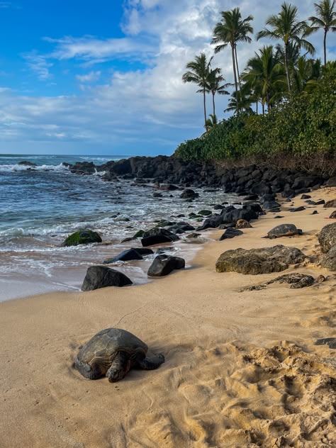 Laniakea Beach (aka Turtle Beach) is Oahu's #1 spot to see green sea turtles! This North Shore beach is a Hawaii must-see. Hawaii Sea Turtles, Turtle Bay Oahu, Turtle Beach Hawaii, Cute Summer Photos, Laniakea Beach, Turtle Bay Hawaii, Hawaii Turtles, Cruise To Hawaii, Background Lockscreen