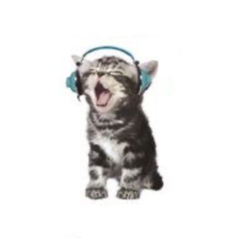 Wearing Headphones, A Cat, Headphones, Instagram Photos, Instagram