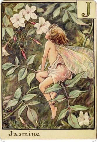 Flower Fairy Alphabet, Cecily Mary Barker, Jasmine Fairy, Fairy Alphabet, Fairy Illustration, Cicely Mary Barker, Fairy Artwork, Fairy Aesthetic, Vintage Fairies