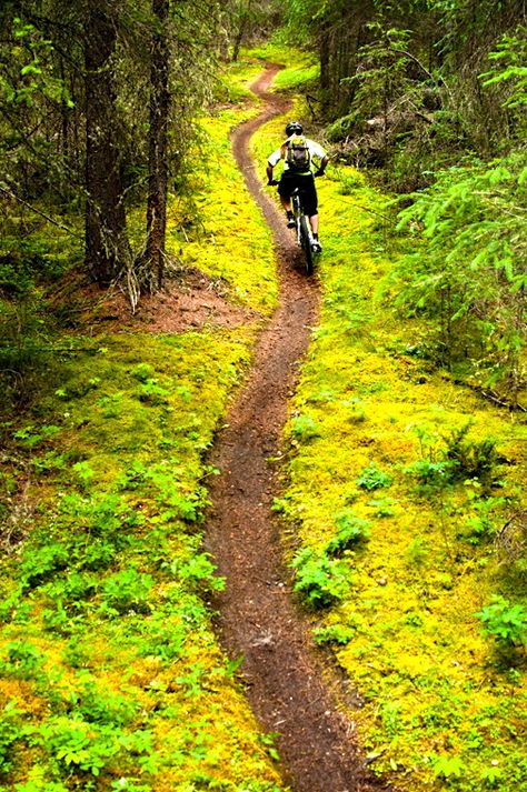 Single Track ! http://www.sma-summers.com/camp-activites/land-adventure-activities/mountain-biking/ Mtb Downhill, Mtb Trails, Canada Photos, Riding A Bike, Last Ride, I Want To Ride My Bicycle, Cycling Sunglasses, Mountain Bike Trails, Camping Activities