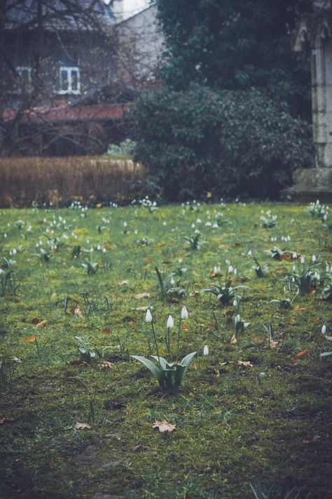 Spring Dark Aesthetic, Moody Spring Aesthetic, Spooky Spring, Dark Spring, Dark Spring Aesthetic, Spring Nights, Dark Romantic, Spring Rain, Spring Mood