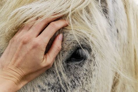 From the Ground Up: Rethinking the Relationship With Your Horse - The Plaid Horse Magazine Dog Hot Spots, Pet Remedies, Dogs Ears Infection, Equine Therapy, Horse Heart, Love Spell That Work, Wild Mustangs, Horse Face, Types Of Animals