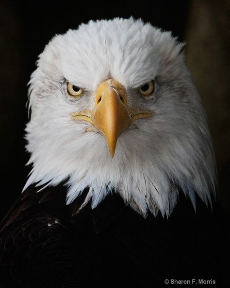 Animal Face Photography, Animal Faces Photography, Angry Eagle, Eagle Photography, Eagle Reference Photo, Eagle Portrait Photography, Bald Eagle In Flight, Eagle Artwork, Eagle Face