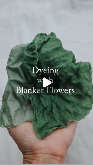 12K views · 1.9K likes | Jamie Young - Natural Dye Educator on Instagram: "✨👉🏼 Comment COLOR & I’ll send tutorials for the two pretreatment methods I used on this fabric. 🪄  It’s gaillardia season here in central Texas 🦋♥️🌼 Look at the beautiful color these anthocyanin rich flowers, commonly known as blanket flowers, are capable of creating in a dye pot. 🌿   Both pieces of fabric are cellulose - the lighter piece was treated with soy milk and the darker piece was mordanted with tannin & aluminum acetate. Sharing these exact methods when you comment COLOR below. 💛  The color shift from pink to green is partially due to the extremely pH sensitivity of anthocyanins. The pretreated fabric changes the pH of the dye - causing the resulting color to be green. Anthocyanin dyes aren’t colorf Natural Pink Dyes For Fabric, Natural Green Dyes For Fabric, Natural Green Dye, Tea Dyed Fabric, Eco Dyeing Fabric, Natural Dyeing Techniques, Tie Dye Patterns Diy, Fabric Dyeing Techniques, Dye Flowers