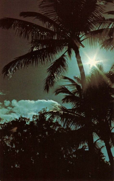 Postcard Moon Light on Hawaiian Night  | eBay Dark Tropical Aesthetic, Tropical Night, Night Scenery, Vintage Hawaii, Neon Aesthetic, Moon Light, Ethereal Art, Aesthetic Images, City Aesthetic