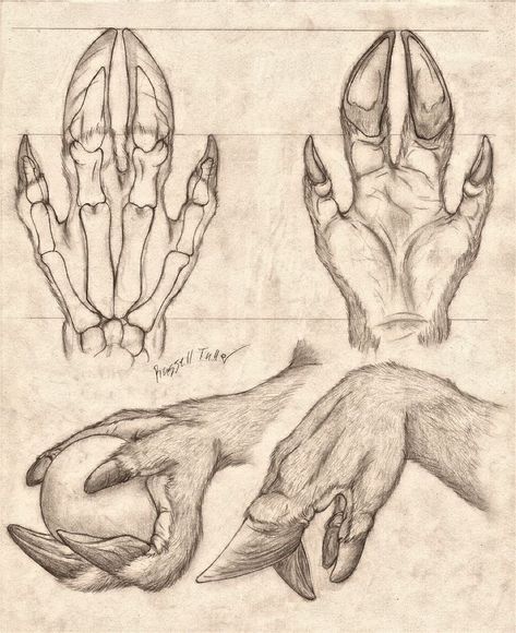 Hand Anatomy Study, Hand Anatomy, Anatomy Study, Creature Drawings, Fantasy Creatures Art, Mythical Creatures Art, Creature Concept Art, Anatomy Reference, Arte Fantasy