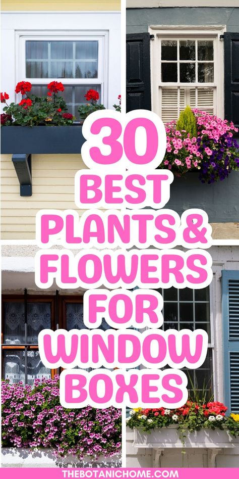 A front porch with overflowing flower boxes full of vibrant blooms. Front Flower Box Ideas, Pansy Window Box Ideas, Planter Boxes Under Windows, Flower Boxes Under Windows, Homes With Window Boxes, Planter Box Arrangement Ideas, Best Flowers For Flower Boxes, Window Pots Flower Boxes, Window Box Planter Ideas Full Sun