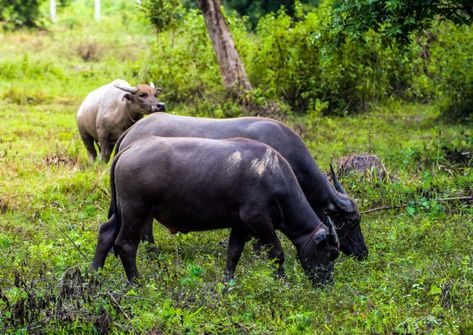 Buffalo standing and grazing grass in th... | Premium Photo #Freepik #photo #background #food #water #summer Chicken Breast Salad, Big Tasty, Tagliatelle Pasta, Salad Diet, Dark Wood Table, Background Food, Meatball Pasta, Fresh Fruit Salad, Honey Mustard Sauce