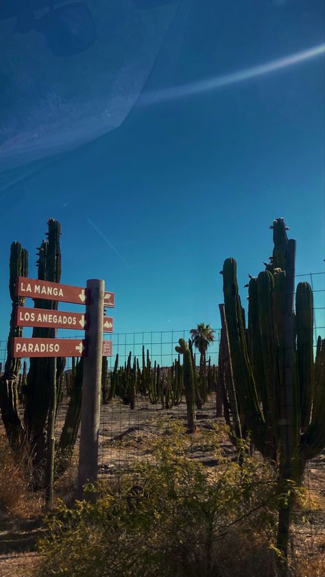 #sancarlos #Sonora #cactus #verano Good Prayers, Mexico Travel, Cactus, Travel, San Carlos