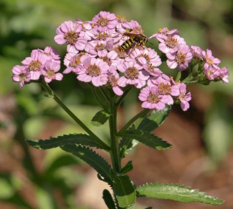 Achillea sibirica ‘Love Parade’ Achillea The Pearl, Yarrow Pom, Achillea Salmon Beauty, Achillea Coronation Gold, Helichrysum Petiolare, Hardy Perennials, Garden Bench, Peonies, Perennials