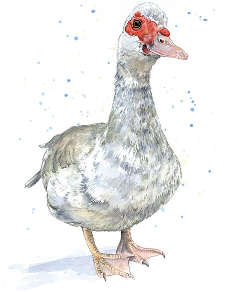 Meet Dolly, a very loved and missed Muscovy #watercolors #watercolour #muscovy #muscovyduck #duckillustration #illustratedduck #ducksofinstagram #muscovyducks #muscovyducksofinstagram #specialcommission Muscovy Ducks, Duck Painting, Muscovy Duck, Duck Illustration, Gouache Art, Dog Painting, Red Boots, Dog Paintings, Watercolor Artist