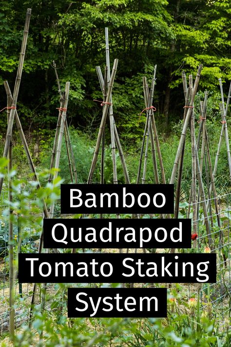 Bamboo "quadrapod" tomato staking method at Wild Abundance. Use one tall (8’+ for indeterminate varieties), strong wooden stake (2″x2″) or one piece of stout bamboo for each plant.  Bury the end of the stake deep enough into the soil so that it is stable.  Use string or twine to tie the tomato plants to the stake.  Prune off any suckers and maintain one central leader or “trunk” for this method to work.  Click for more about tomato trellis approaches and how to pick what's right for your garden. Staking Tomatoes, Bamboo Tomato Trellis, Bamboo Stakes Garden, Tying Up Tomato Plants, How To Stake Tomato Plants, Tall Tomato Support, Staking Tomato Plants, Bamboo Trellis Tomatoes, Best Way To Stake Tomato Plants