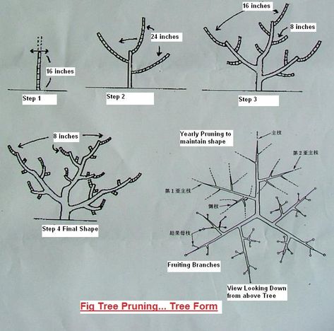 First Hard Pruning (Heading) Cut - What Exactly to Expect Below It? - Ourfigs.com Pruning Peach Trees, Desert Plants Landscaping, Fig Bush, Tree Garden Design, Pruning Fruit Trees, Orchard Garden, Tree Diagram, Fig Trees, Potager Garden