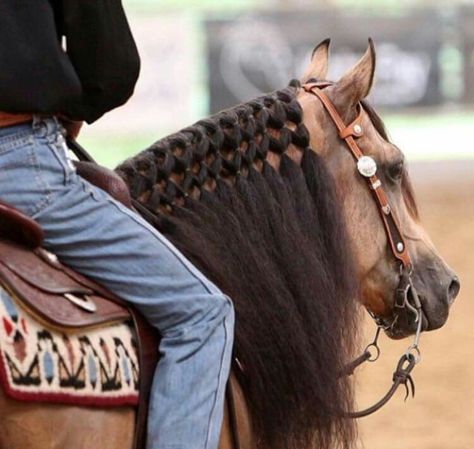 Western Horse Mane Ideas, Horse Mane Styles Western, Mane Braids For Horses, Pony Braids, Grooming Horse, Horse Braids, Horse Mane Braids, Horse Hair Braiding, Horse Pens