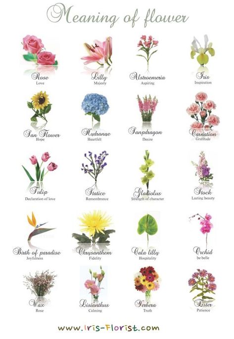 Flowers For Tattoos, Flowers And Names, Different Kinds Of Flowers, Flower Tattoo Meanings, Different Types Of Flowers, Birth Flower Tattoos, Stock Flower, Flower Guide, Memorial Flowers