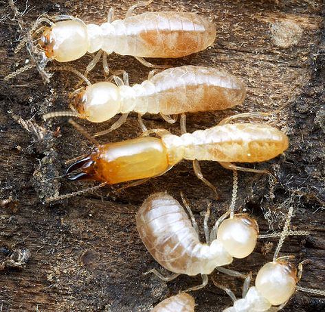 Drywood Termites, Termite Prevention, White Ant, Wood Termites, Types Of Bugs, Types Of Insects, Termite Control, Natural Homes, Citrus Oil