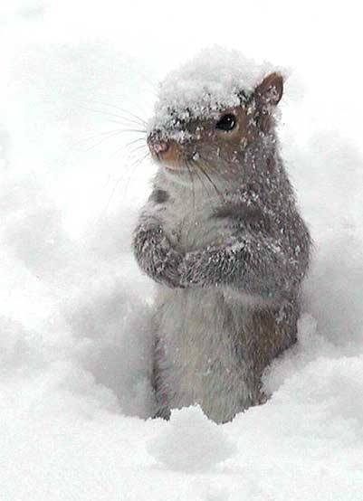 A Squirrel, Little Critter, Baby It's Cold Outside, It's Cold Outside, Sweet Animals, Animal Photo, It's Cold, Animal Love, Squirrels